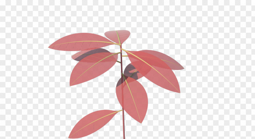 Leaf Petal PNG