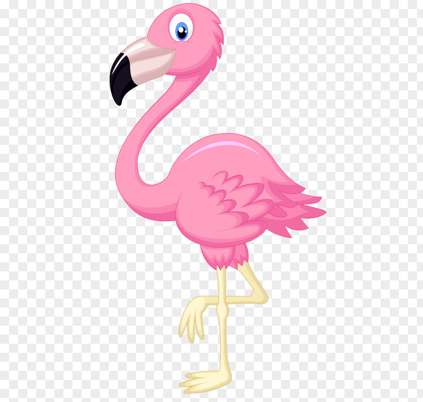 Pink Swan Cygnini Vecteur Feather Computer File PNG