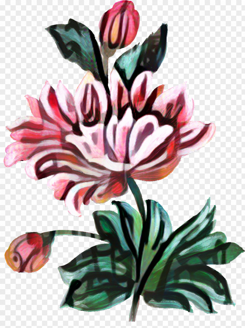 Plant Stem Lily Family Drawing Of PNG