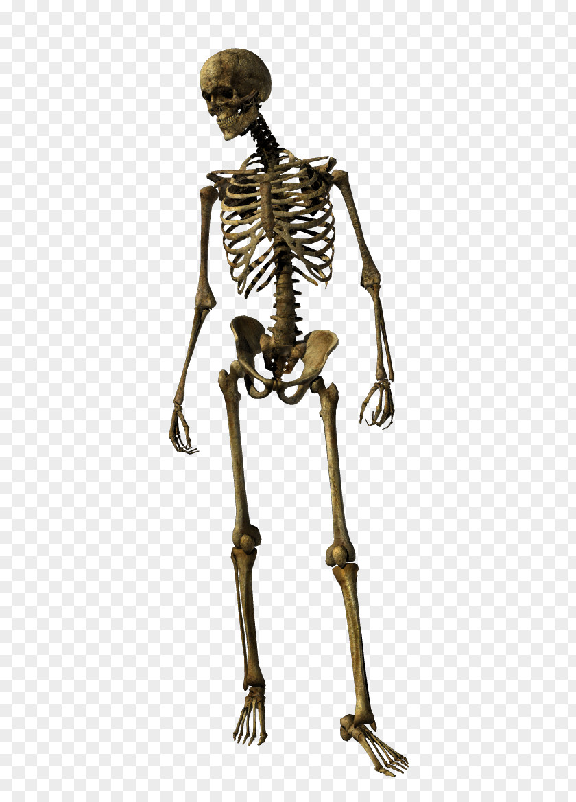 Skeleton Human Homo Sapiens Joint PNG