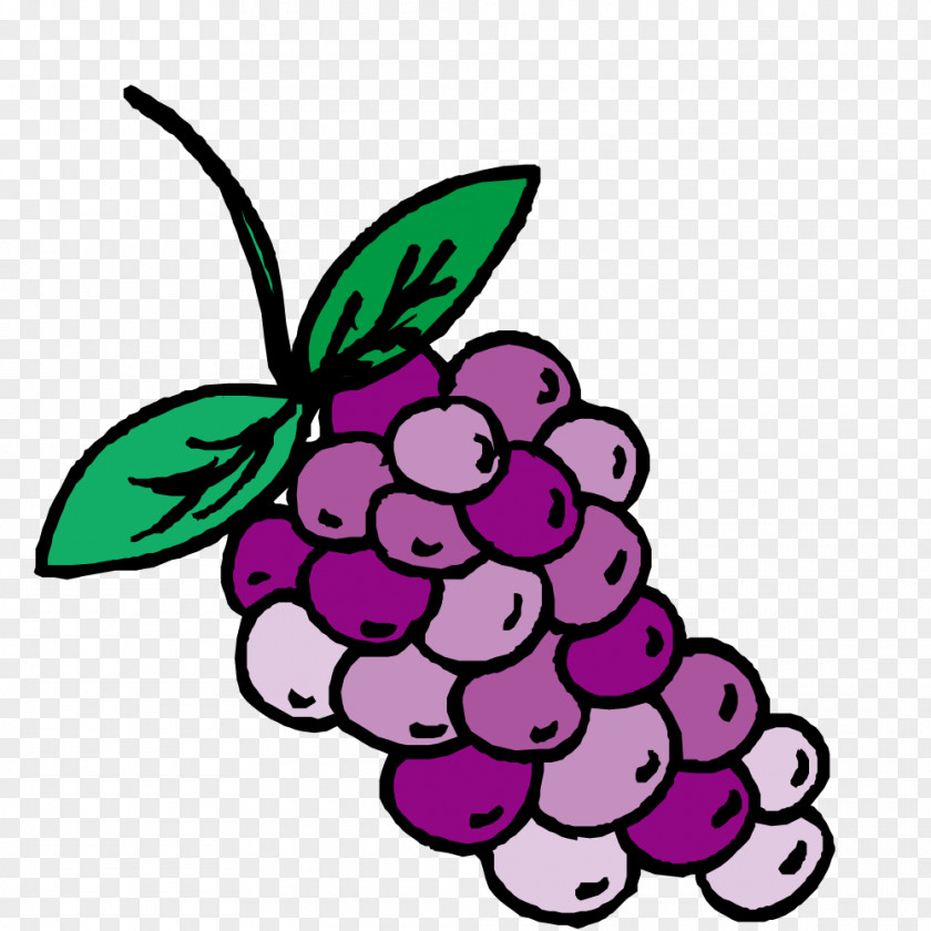 Vector Grape Fruit Kyoho Auglis PNG