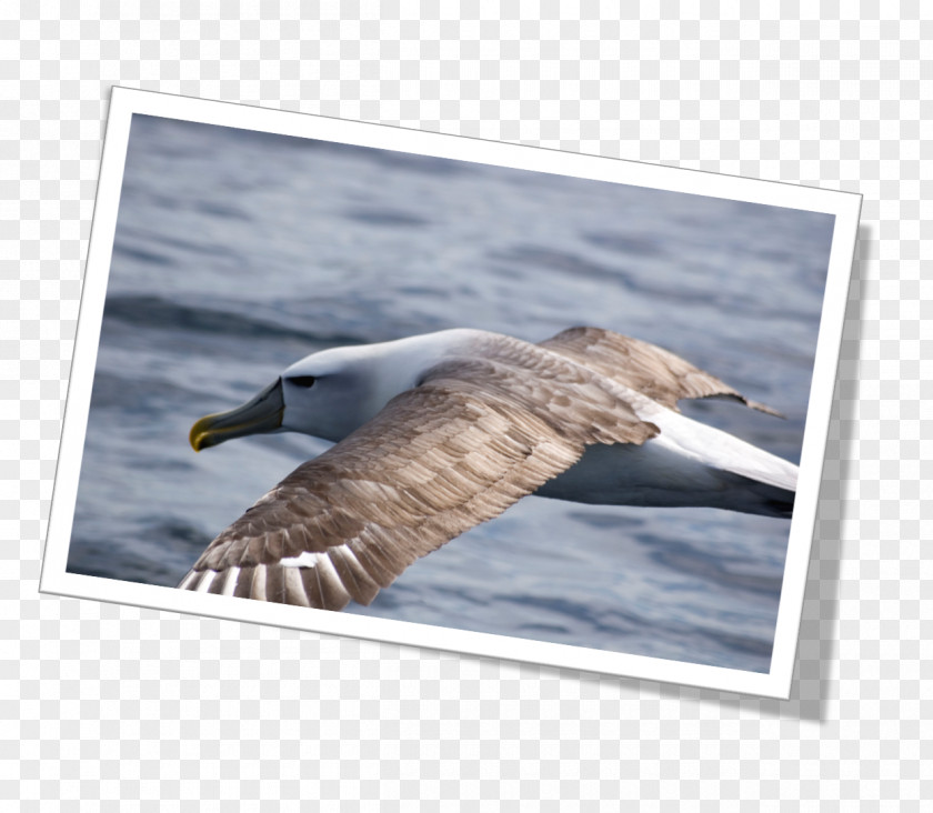 Wood Newfoundland And Labrador Sooty Shearwater Stock Photography Puffinus PNG