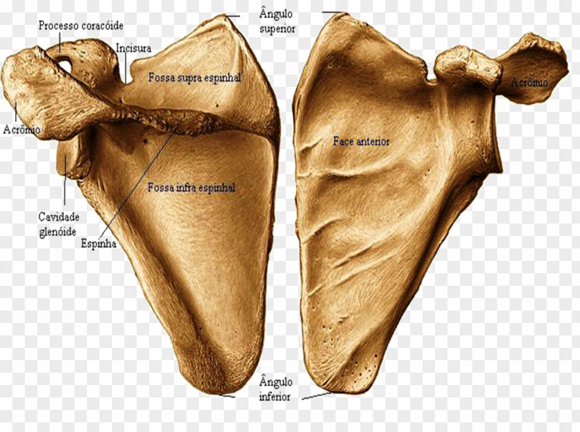 Figura Humana Scapula Frontal Bone Anterior Joint PNG