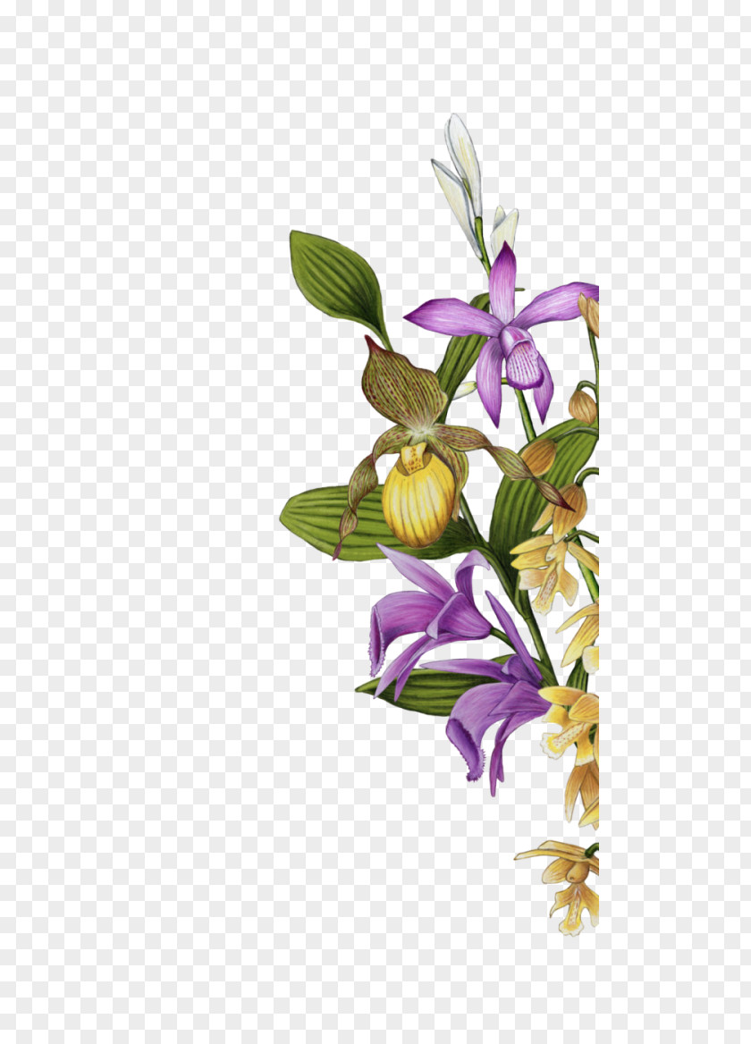 Garden Floral Design Slipper Orchids Cut Flowers PNG