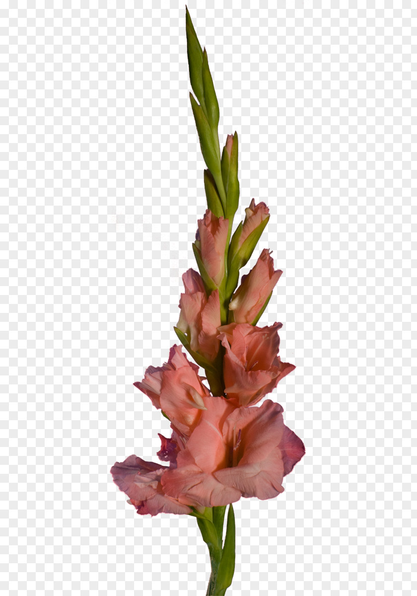 Gladiolus Cut Flowers Floral Design Plant Stem PNG