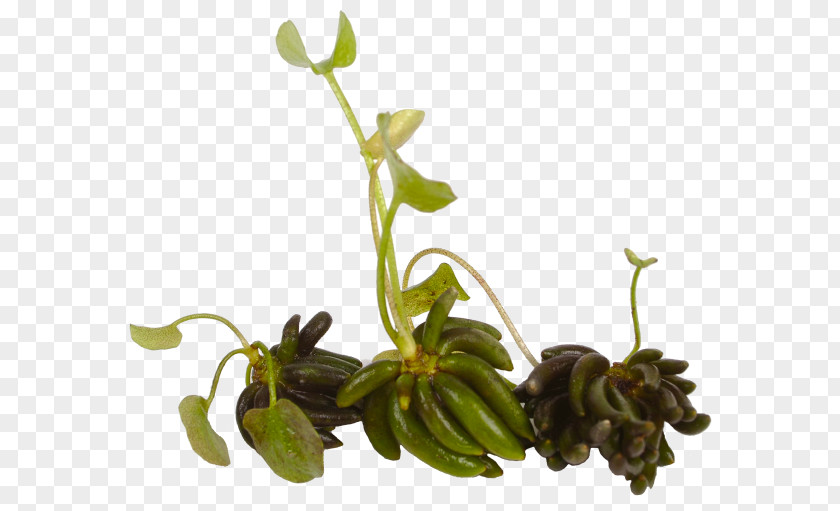 Leaf Plant Stem Flower Herb Branching PNG