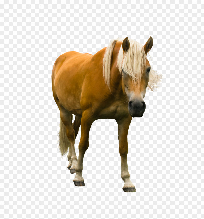 Mustang Haflinger Pony Stallion Mare PNG