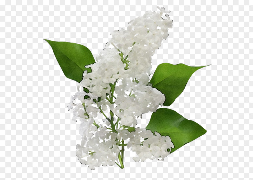 Petal Vase Flower White Plant Flowering Leaf PNG