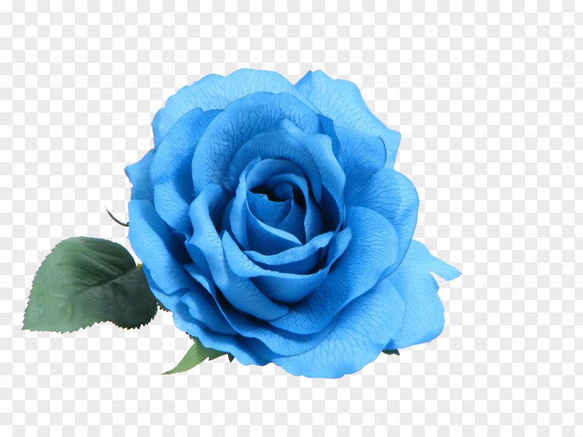 White Roses Blue Rose Clip Art PNG
