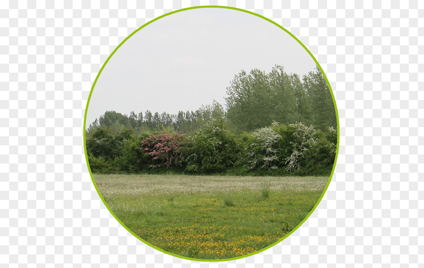 Agentschap Voor Natuur En Bos Lawn Biome Vegetation Meadow Land Lot PNG