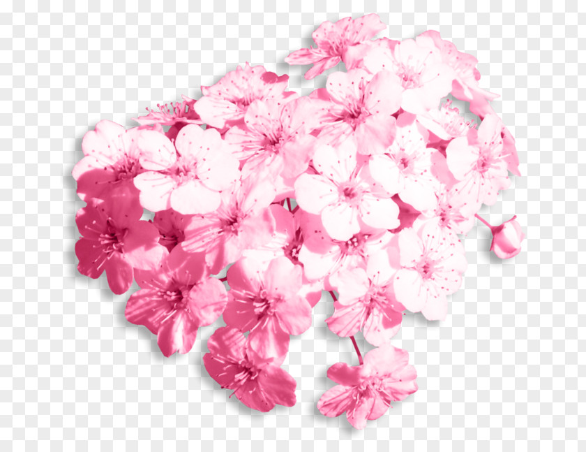 Baby Breath Flower Social Media Wedding PNG