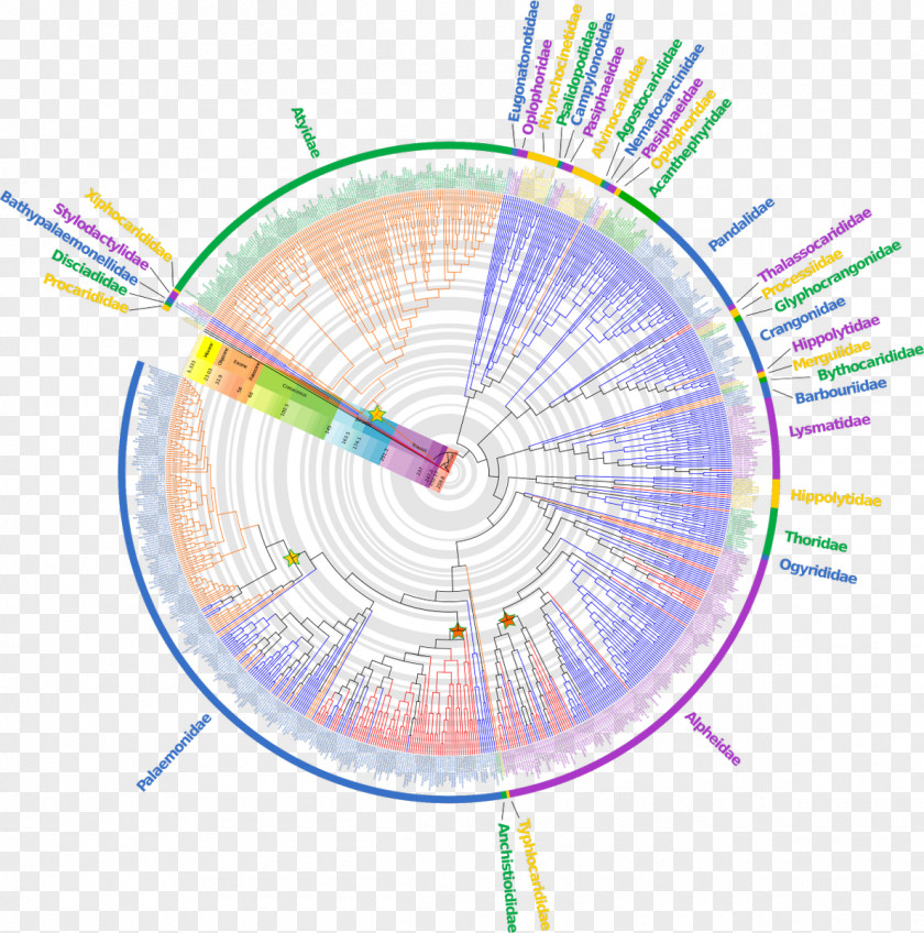 Caridea Phylogenetic Tree Evolution Supertree Taxon PNG