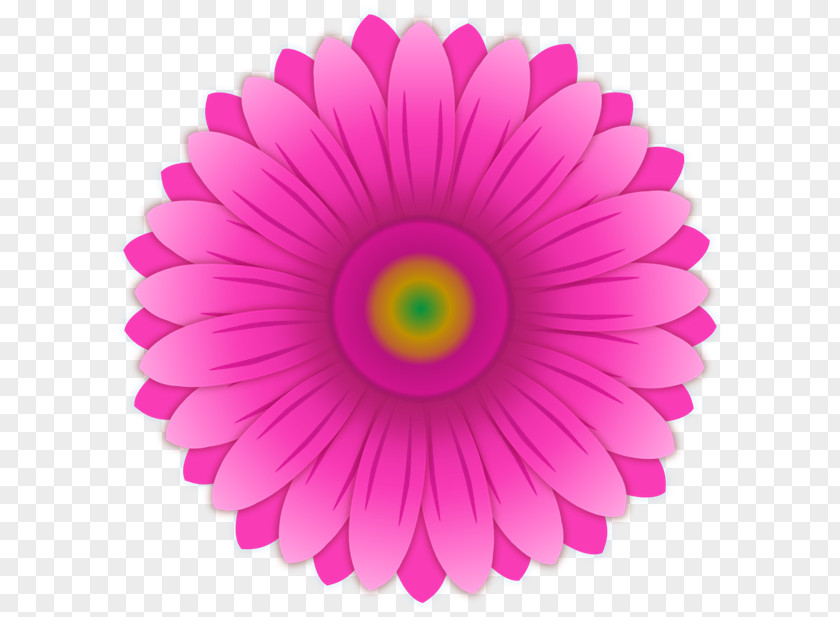 Gerbera Color Pink Jamesonii Common Daisy PNG