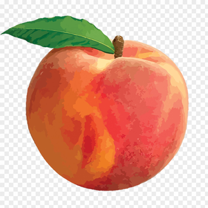 Peach Clip Art PNG