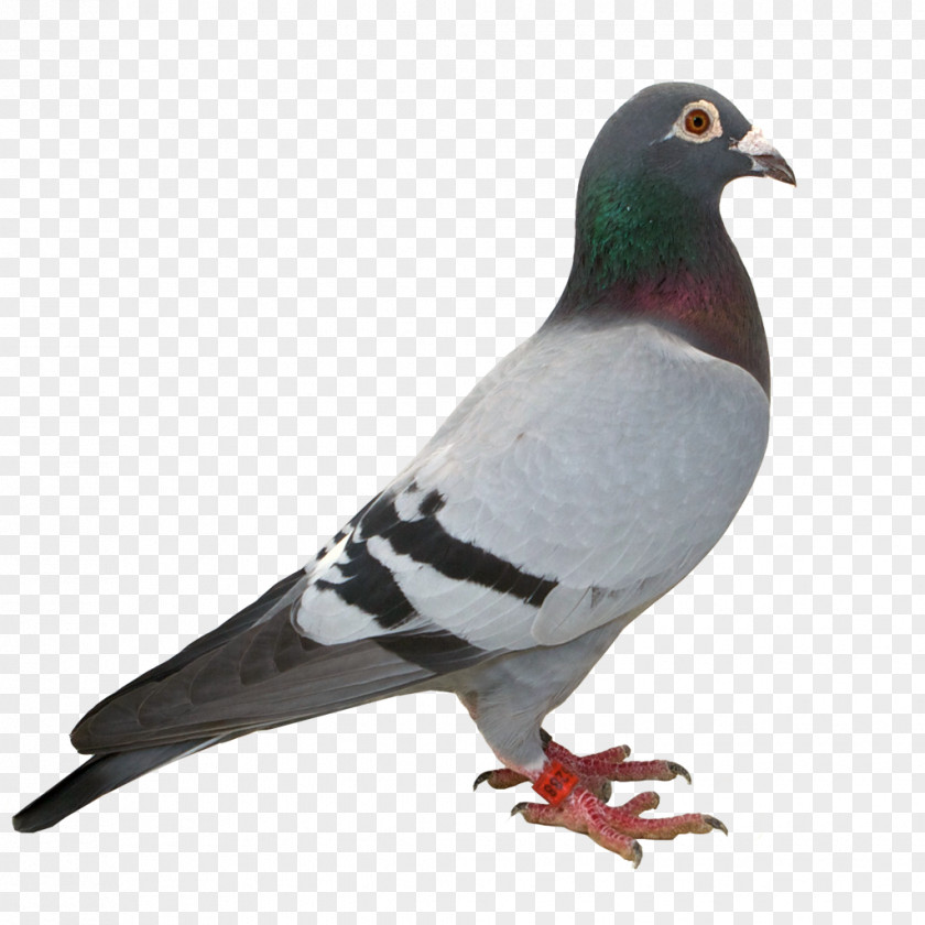 Yucca Humour Homing Pigeon Panel Vignette Stock Dove PNG