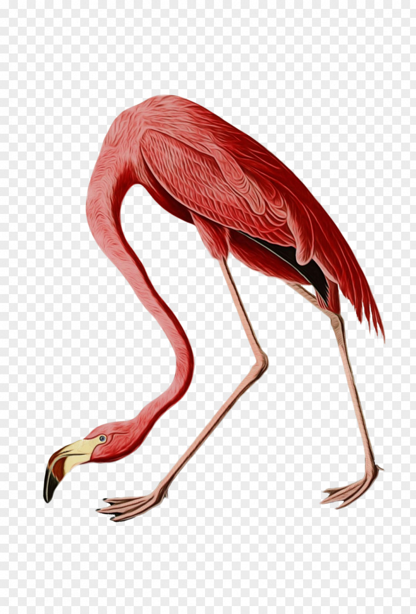 Beak Muscle Flamingo Cartoon PNG