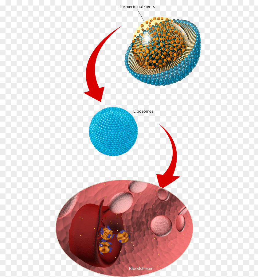 Fresh Turmeric Root Nutrient Liposome Curcumin Dietary Supplement PNG