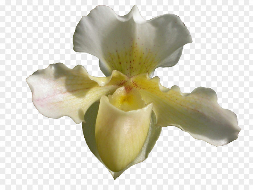 Orchidea Orchids Lady's-slipper JPEG Portable Network Graphics Clip Art PNG