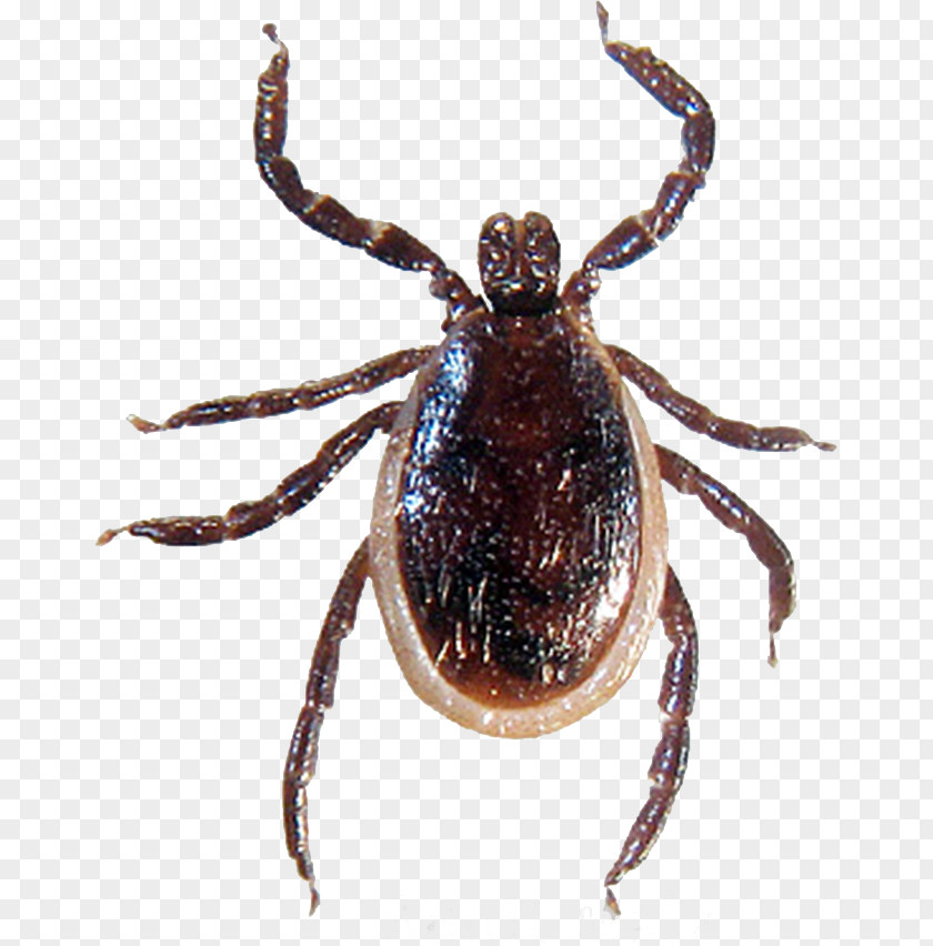 Tick Bug Lyme Disease Spirochete Tick-borne Deer PNG