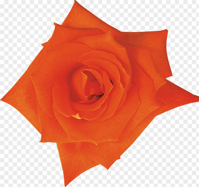 Yellow Rose Orange Garden Roses Beach Purple PNG