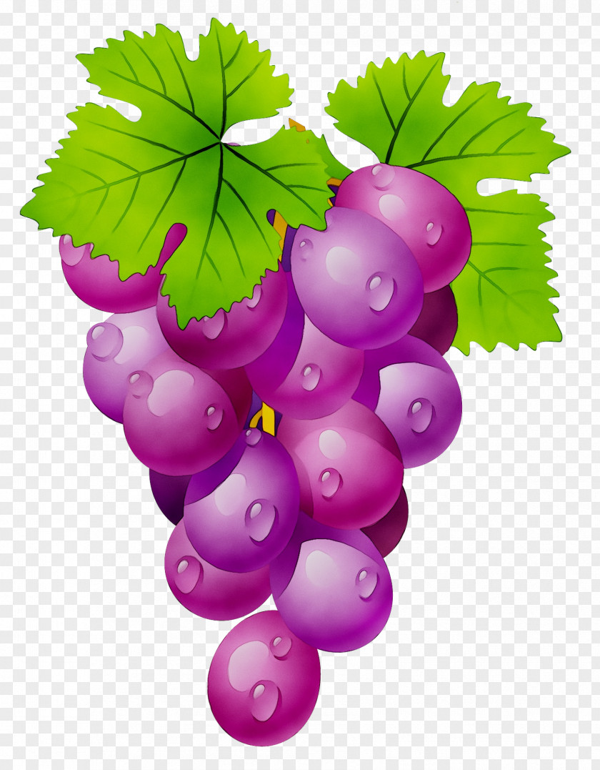Common Grape Vine Clip Art Wine Sultana PNG