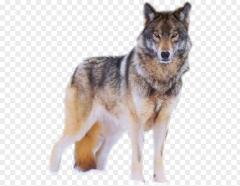Coyote Peter And The Wolf Mexican Arctic Und Der ,op. 67 PNG