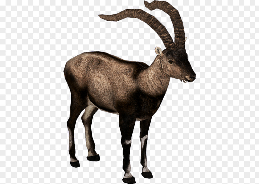 Extinct Cliparts Alpine Ibex Pyrenean Antelope Pyrenees Bezoar PNG