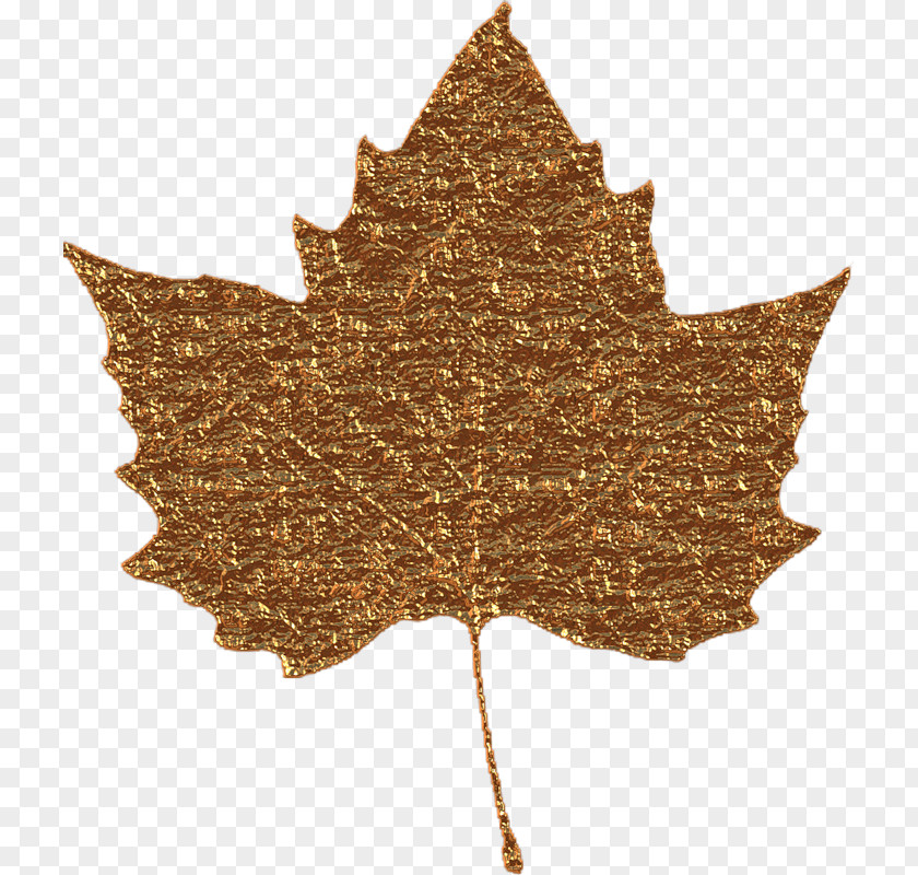 Leaf Maple Bladnerv Blog Palm Branch PNG