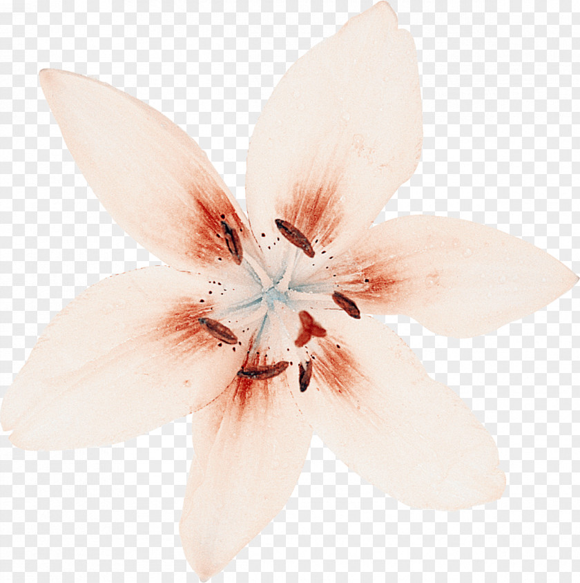 Lilly Flowering Plant Petal PNG