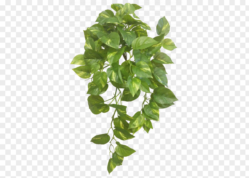 Pothos Leaf Plant Stem Basil Branching PNG