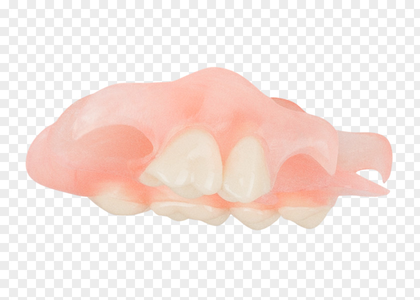 Dentures Jaw Peach PNG
