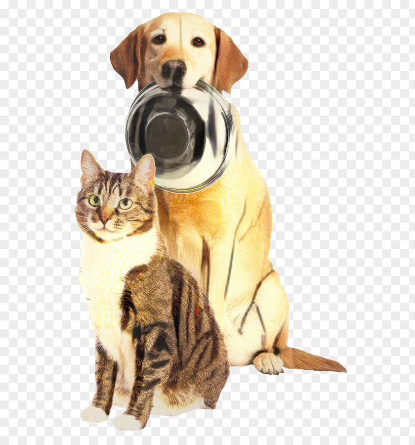 Golden Retriever European Shorthair Dog And Cat PNG