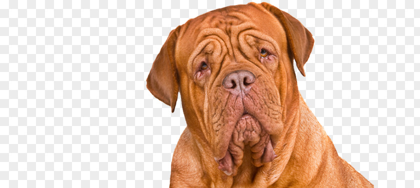 Puppy Dogue De Bordeaux Bullmastiff Tosa English Mastiff Ca Bou PNG