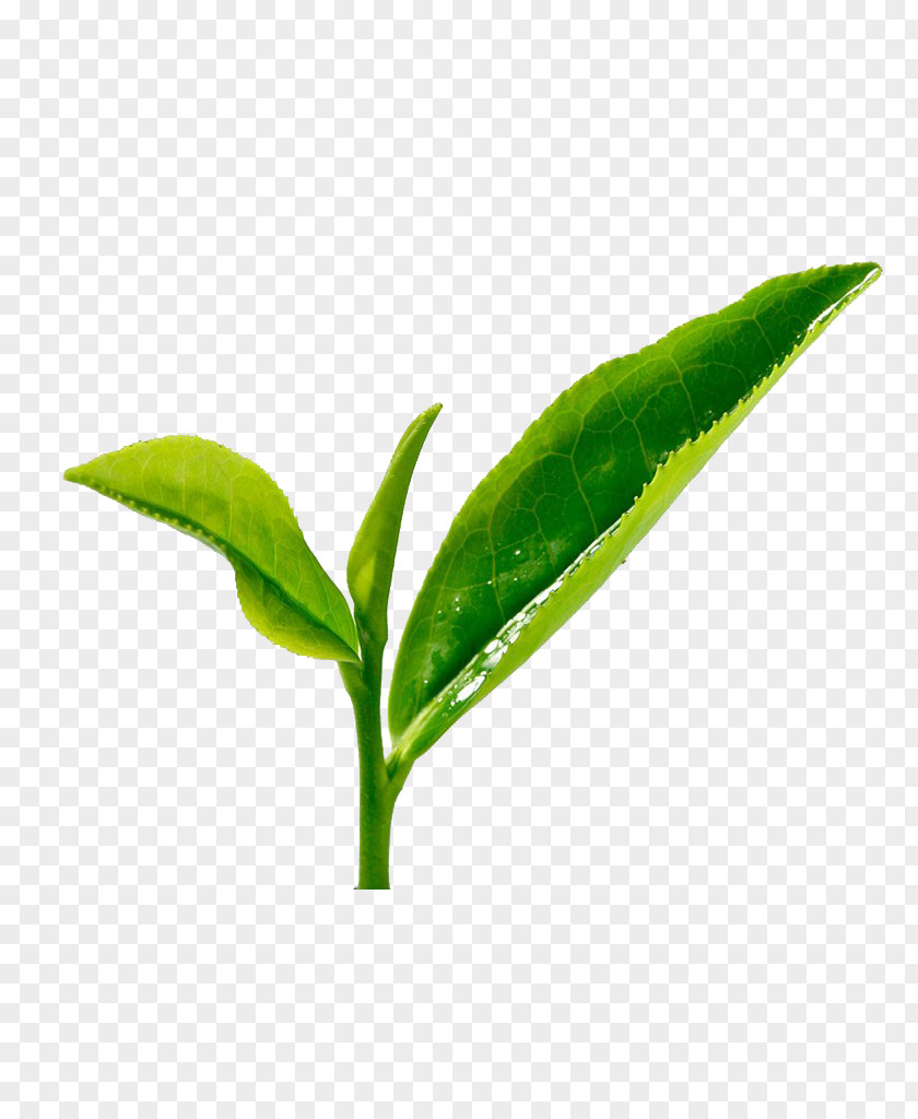 Tippy Green Tea HQ Pictures Longjing Xinyang Maojian Tieguanyin PNG