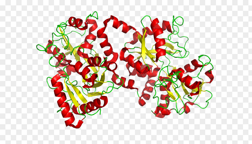 Transferrin Lactoferrin Glycoprotein Cell PNG