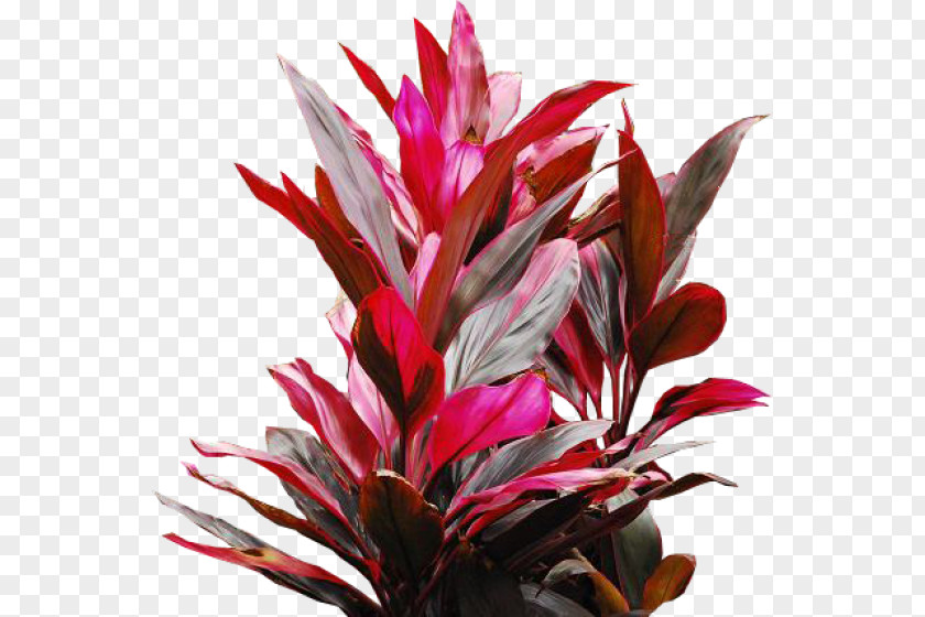 Leaf Ornamental Plant Red Blood Ti PNG
