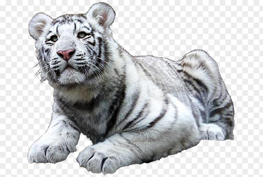 Lion Felidae White Tiger Bengal PNG