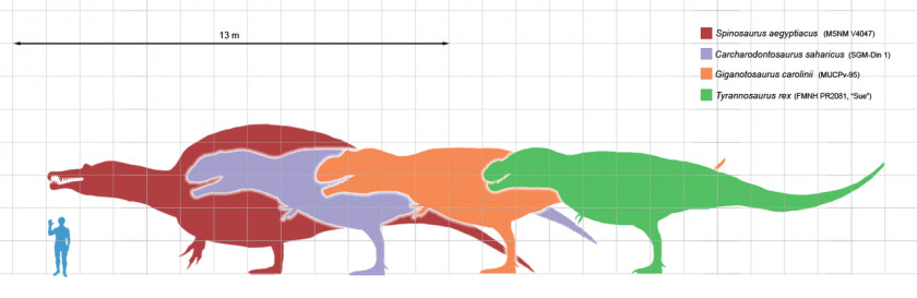 Picture Of Someone Mooning Carnivores: Dinosaur Hunter Carcharodontosaurus Spinosaurus Size Giganotosaurus PNG
