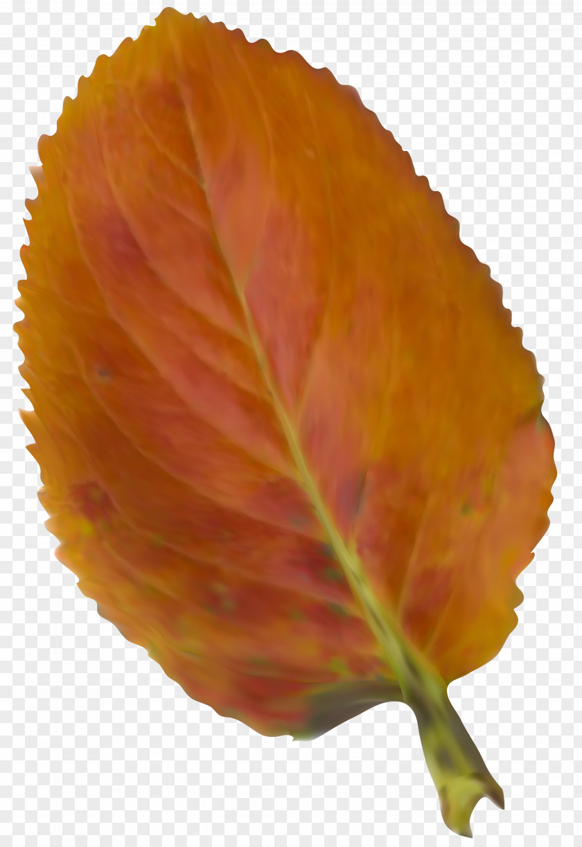 Autumn Leaves Leaf Clip Art PNG