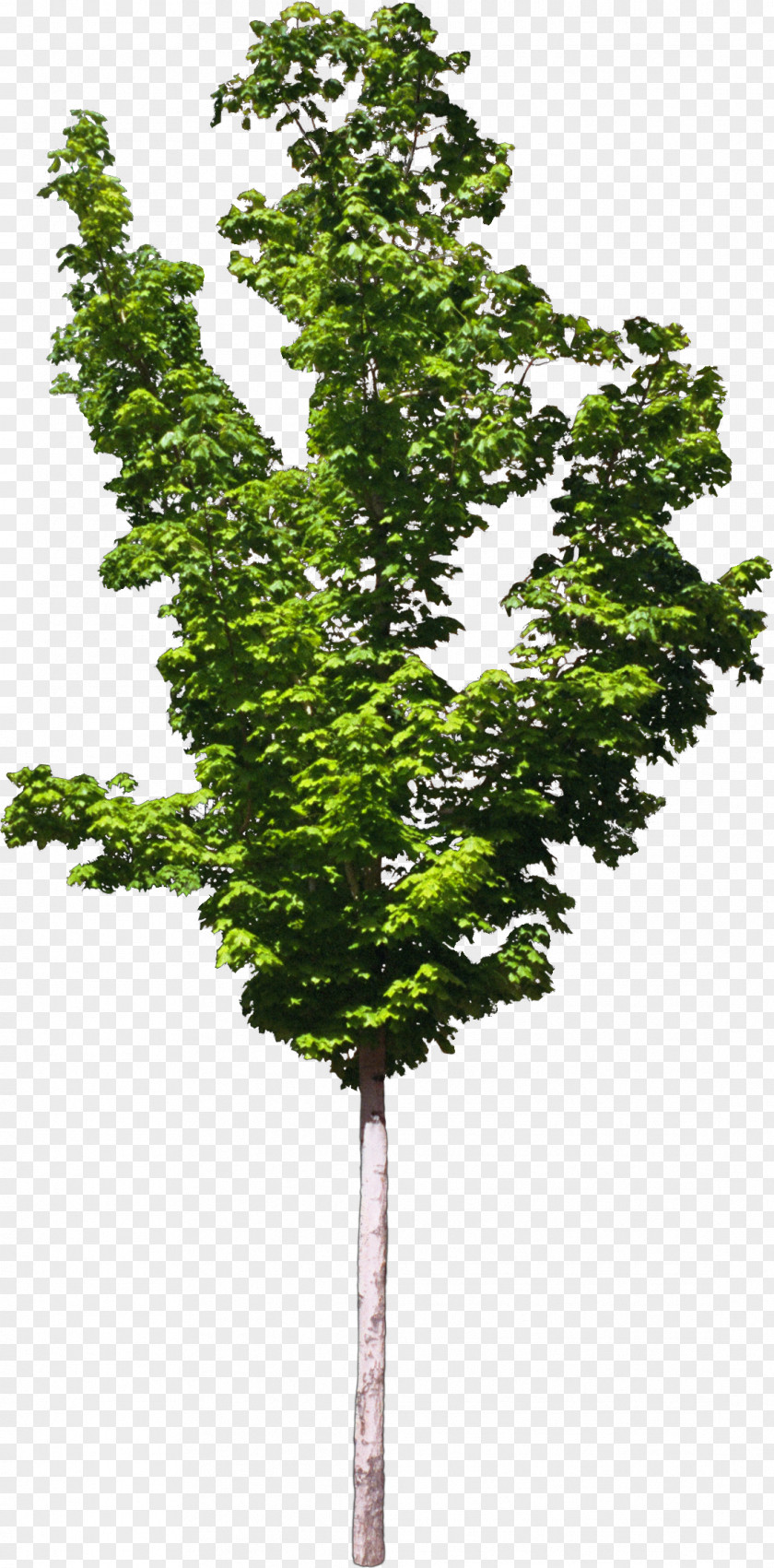 Bushes Zelkova Serrata Tree Plant Bonsai PNG