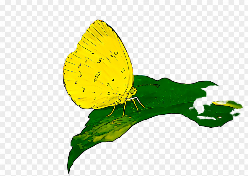 Butterfly Leaf Yellow Green Insect PNG