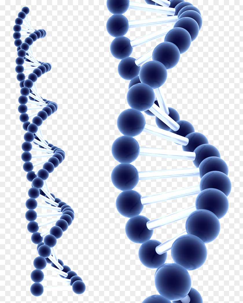 Dna DNA Homo Sapiens Information Cell Biochemistry PNG