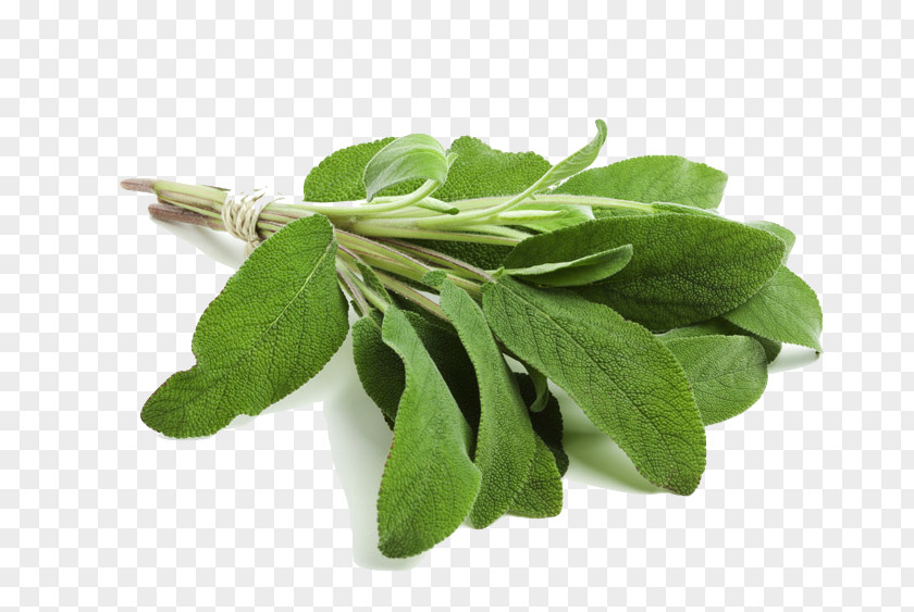 Fine Herbs Common Sage Herb Smudging Clary Essential Oil PNG