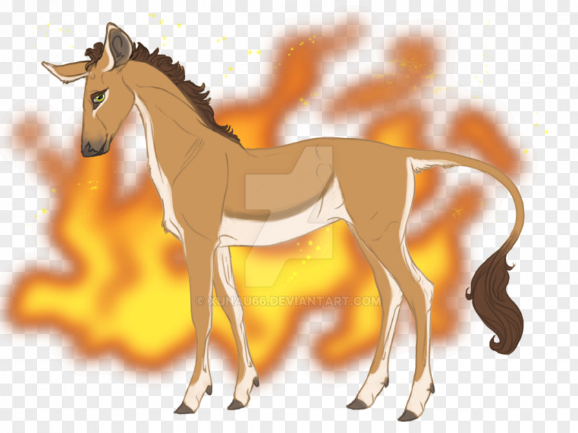 Mustang Foal Mane Colt Mare Stallion PNG