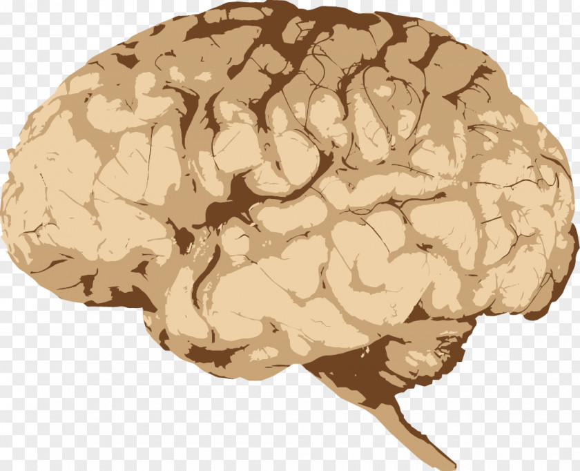 Vector Brain Human Neuron Clip Art PNG