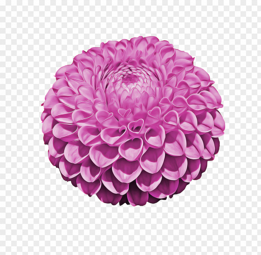 Magenta Plant India Flower Background PNG