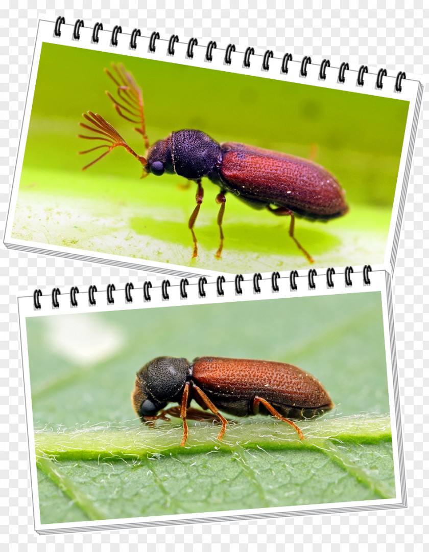 Beetle Weevil Leaf Animal PNG