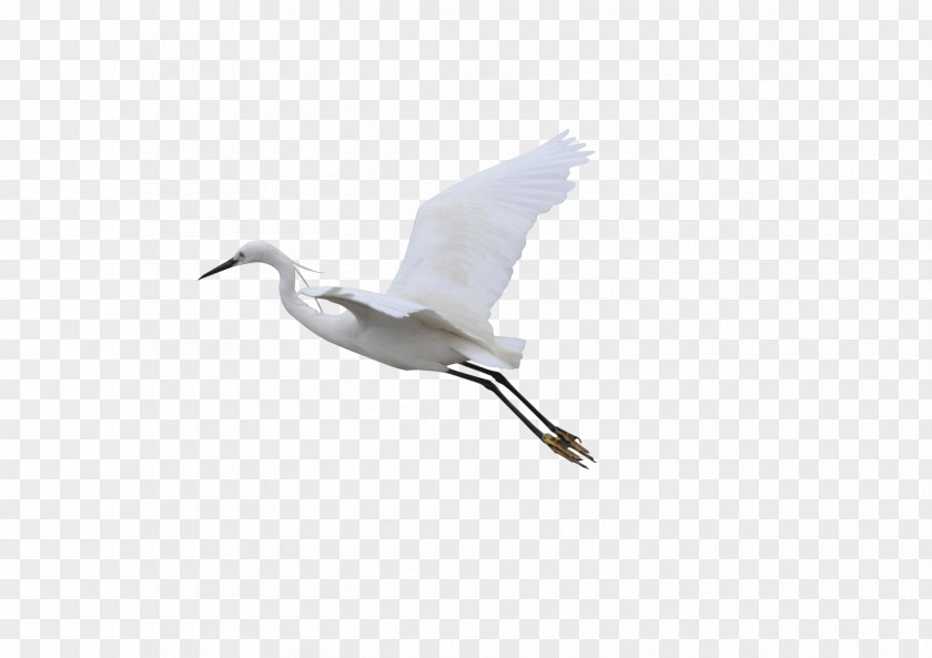 Flying Crane Flight Bird PNG