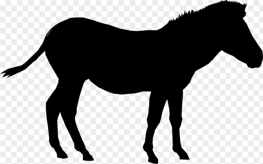 Foal Mustang Pony Mare Stallion PNG
