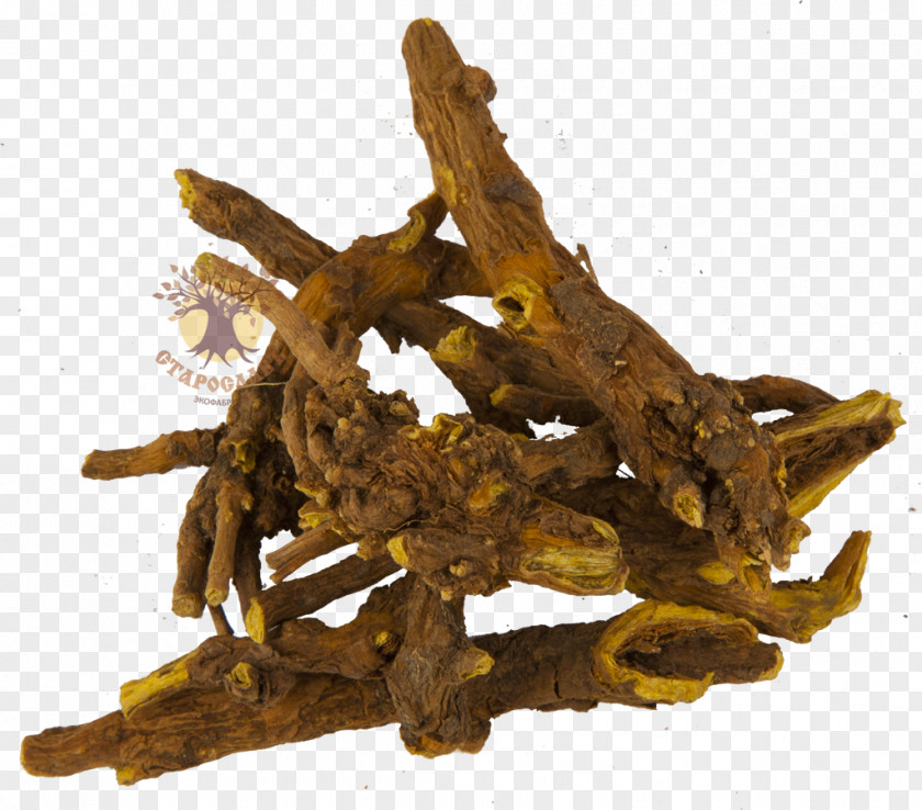 Koren Scutellaria Baicalensis Root Bark Mints Herbaceous Plant PNG